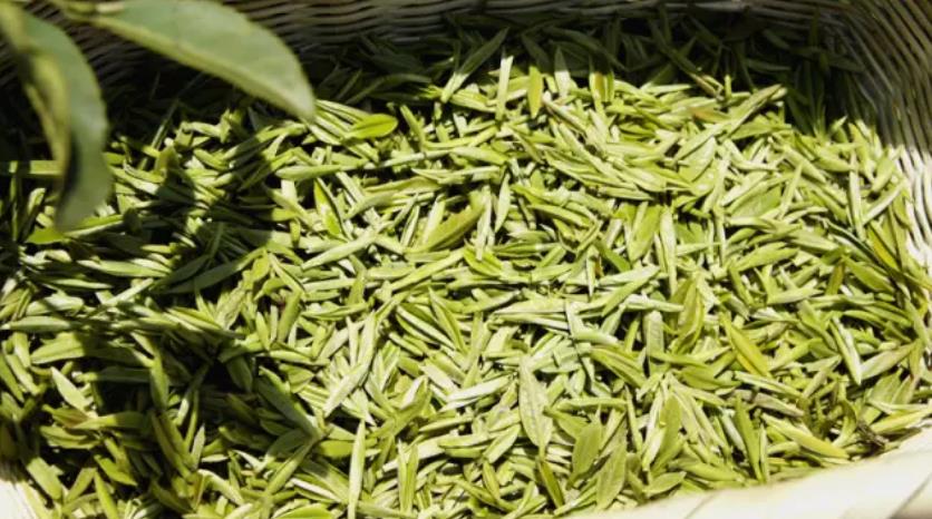 竹溪绿茶：梅子贡茶